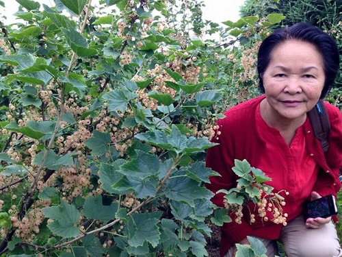 Nho chuỗi ngọc mọc dại trong vườn nhà chị Mai Hiên, một Việt kiều ở Đan Mạch - Ảnh:Mai Hiên.