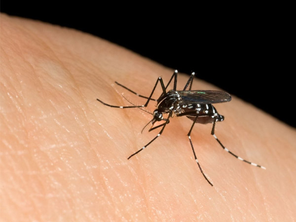 
Để phòng tránh bệnh, người dân cần chích ngừa đầy đủ, tạo thói quen diệt muỗi vốn là mầm mống gây nên viêm não Nhật Bản.
