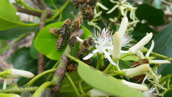 
Các chú ong cần mẫn bay đi lấy mật ngoài rừng hoa sú, vẹt tại vùng biển Kim Sơn (Ninh Bình).
