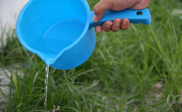 Dung dịch nước rửa bát, giấm trắng và muối có thể khiến cỏ dại quanh nhà bị diệt sạch. (Ảnh minh họa)