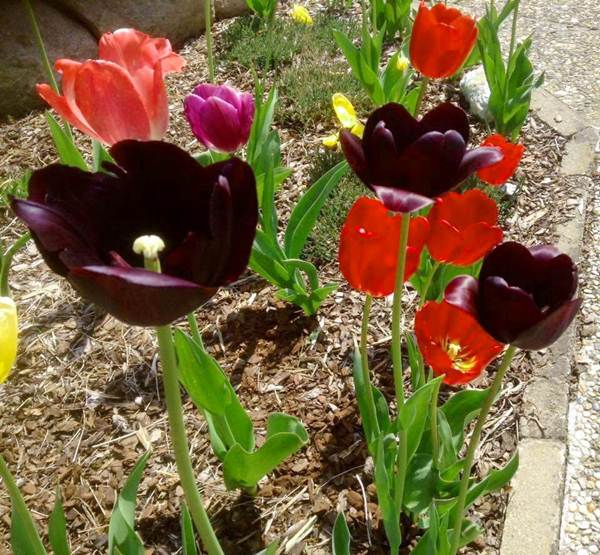 Hoa Tulip rực rỡ trong vườn nhà chị.