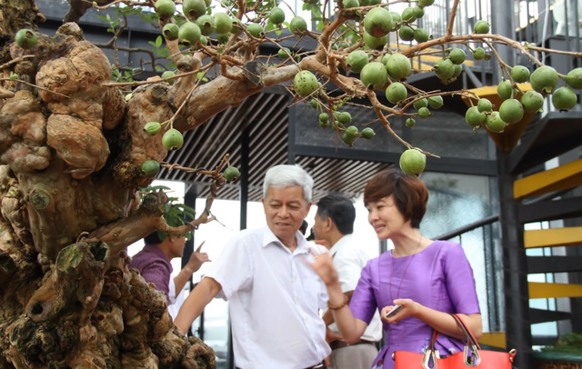 Dù không tiết lộ giá cụ thể song vị đại gia này cho biết, để sở hữu cây cảnh này ông đã phải bỏ ra một số tiền không nhỏ.