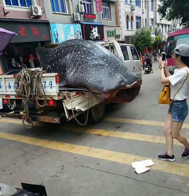 
Theo quy định của Trung Quốc, nếu ngư dân bắt được cá mập, phải thả nó. Ngoài ra, việc mua bán thịt cá mập là bất hợp pháp tại nước này.

