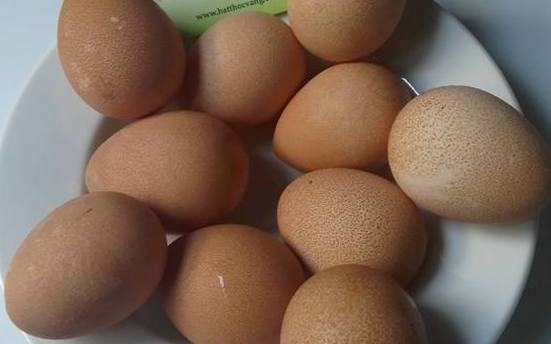 Nhờ nuôi loại gà sao này mà trang trại của anh Hòa liên kết với nông dân có thể thu lãi tới gần 3 tỷ đồng/năm từ tiền bán gà thương phẩm và bán trứng
