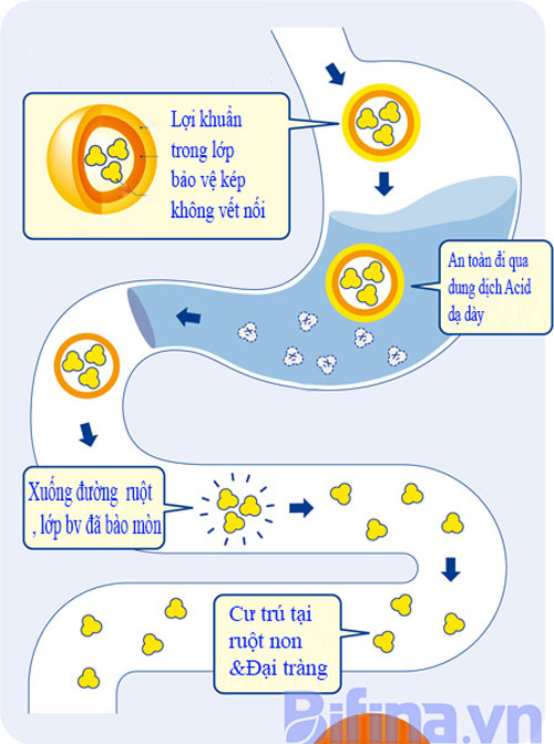 Lợi khuẩn Bifido xuống tận đại tràng là chiến binh bảo vệ đắc lực