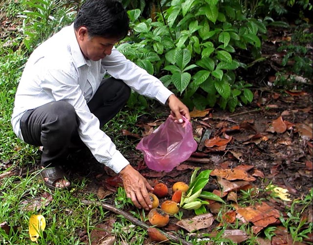 Chủ nh&acirc;n của c&acirc;y hồng đặc biệt n&agrave;y cho biết, đ&atilde; c&oacute; nhiều đến tham quan, ăn quả v&agrave; muốn mua n&oacute; về trồng nhưng b&agrave; kh&ocirc;ng b&aacute;n, bởi đ&acirc;y l&agrave; giống hồng lạ, rất ngon, kh&ocirc;ng c&oacute; hạt, rất kh&oacute; nh&acirc;n giống