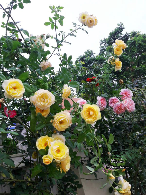 Hoa hồng Gahathomas cũng được chị trồng xung quanh tường nhà. Hiện nay nhà chị trồng 5-6 loại hồng leo ở cổng nhà.