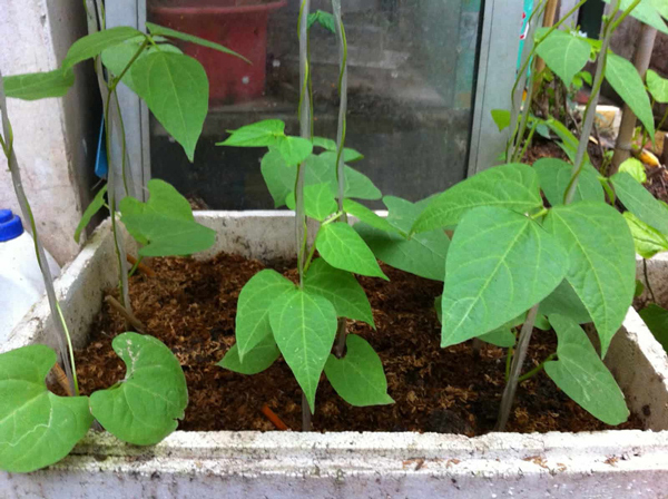 Cách trồng đậu rồng trong thùng xốp rất đơn giản.