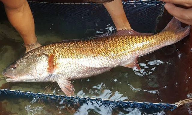 Bong bóng cá sủ vàng có giá bán khủng trên thị trường.