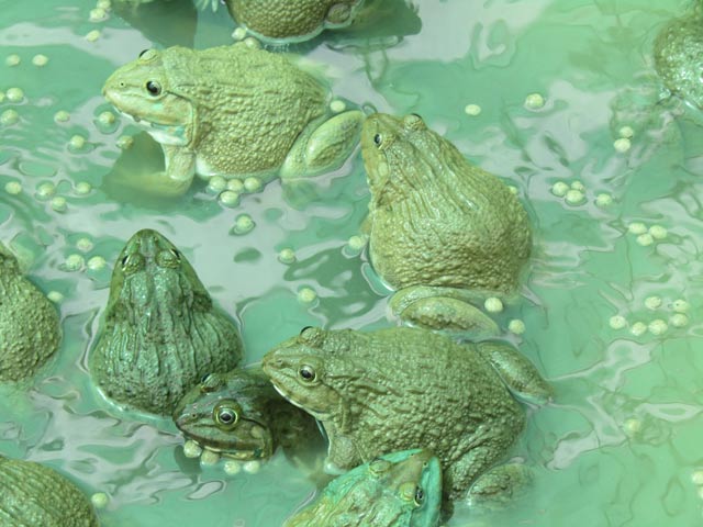 Theo anh Trạng, với cách nuôi kép ếch và cá trê lai vàng, nông dân có thể tối đa lợi nhuận. Ảnh: Phan Thị Anh Thư.