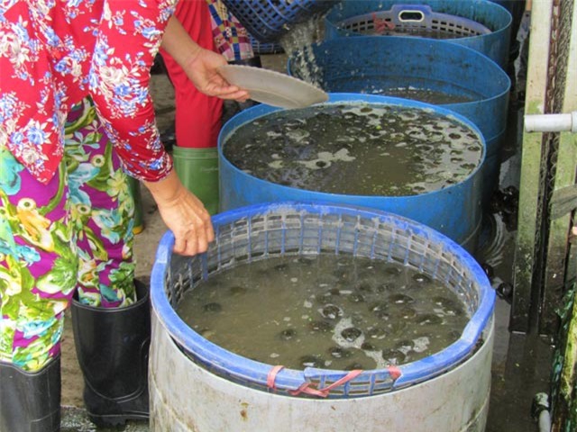 Ốc bươu được thu gom và đưa vào làm sạch.