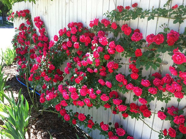 Hoa hồng leo là loại cây được nhiều gia đình chọn trồng để trang trí cổng, sân vườn,... cây ưa ánh nắng mặt trời, có thể trồng bằng hạt hoặc giâm cành, chiết cành.