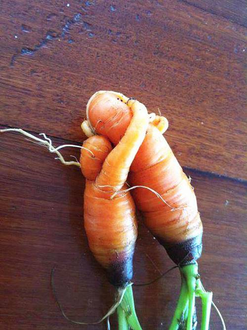 Ô, đây chỉ là 2 củ cà rốt thôi bạn nhé, chúng được trồng cạnh nhau nên quý nhau đó mà.