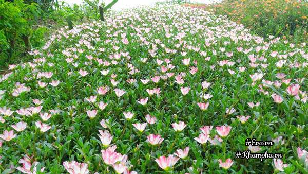 Hoa mười giờ có tên tiếng Anh là Portulaca hay còn gọi là Moss Roses, vì hoa trông như những đóa hồng nhỏ xinh xinh.
