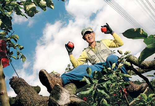 Người phát triển ra giống táo vuông đặc biệt chính là ông Lee Chong Boun. Với sự hỗ trợ của Trung tâm nông nghiệp của địa phương, ông Lee đã mất 5 năm để trồng và uốn nắn được những quả táo vuông đầu tiên.