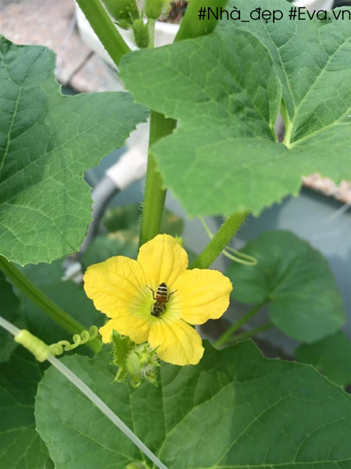 Nếu không có ong bướm đến vườn, các bạn phải tự ngắt hoa đực để thụ phấn cho hoa cái đậu trái.