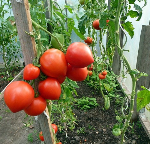 Khi cà chua mọc cao, nên làm thêm giàn leo, cây chống. Sau khoảng 60 ngày sẽ có quả xanh và chuyển dần sang chín đỏ