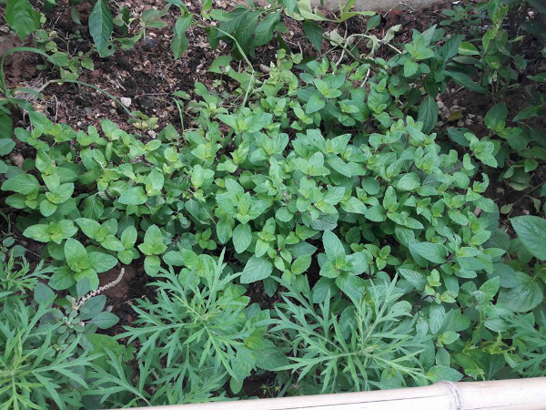 Cẩn thận trong khâu làm đất, bón phân hữu cơ tự ủ từ cuống rau, vỏ củ... nên loại cây nào trong vườn nhà chị Minh cũng lên xanh mơn mởn.