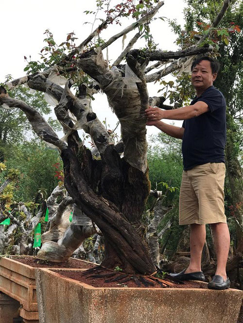 Để bứng và đưa được cây hoa hồng này về vườn thành công, ông Minh mất khoảng thời gian gần 2 năm trời