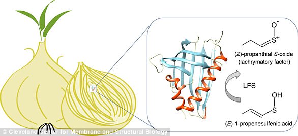 Các nhà khoa học đã phân tích thành công cấu trúc của enzym LFS.