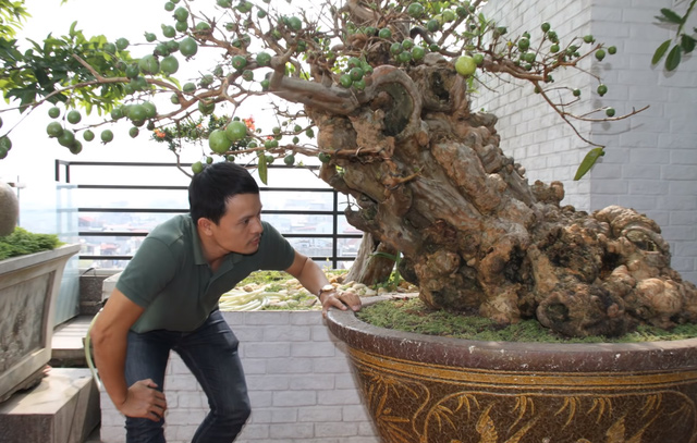 Dù là cây bonsai trồng trong chậu nhưng cây vẫn xanh tốt và cho ra quả sai trĩu trịt.