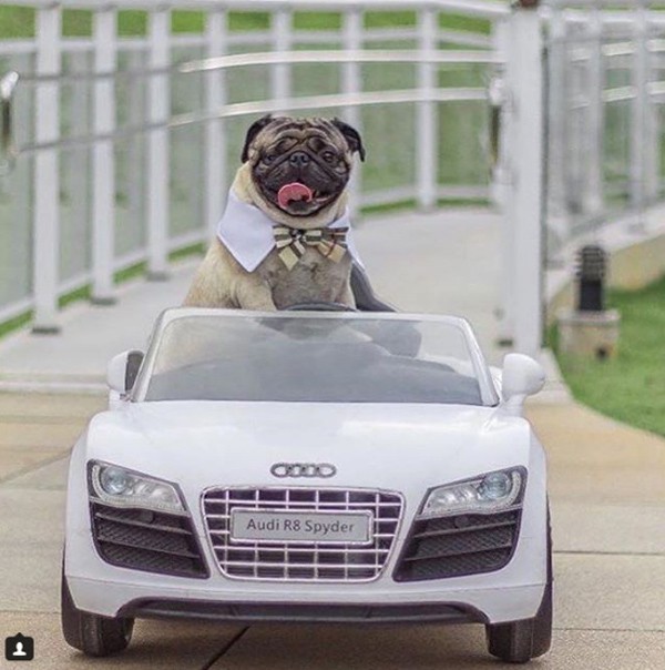 Với những người giàu có, một trong các cách khoe của là cho thú cưng đi dạo bằng phiên bản mini của Audi.
