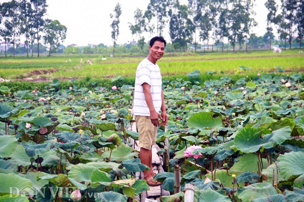 Anh Hạnh vừa cười vừa nói với chúng tôi về độ khủng của nó: Sen Quan Âm trong đầm mình to lắm, khéo to bằng cả cái vàng của chiếc mũ cối của các chú bộ đội hay dùng.