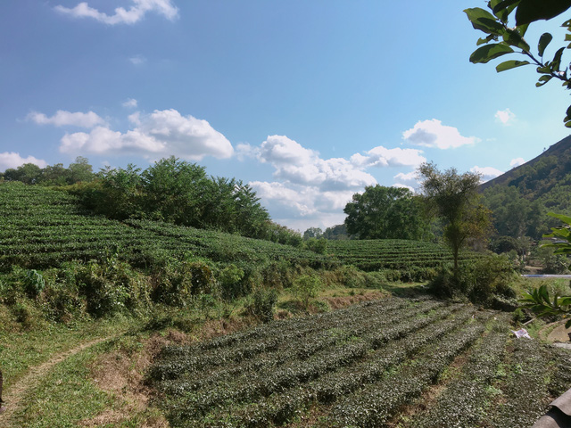 Đồi ch&egrave; vừa thu hoạch