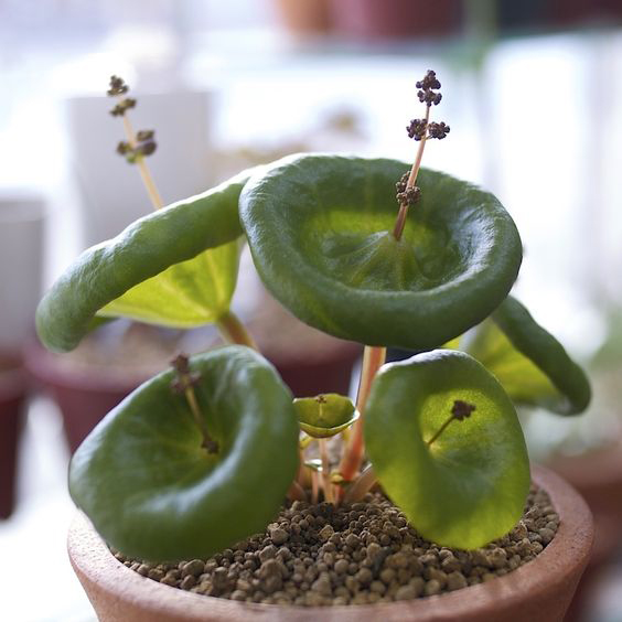 Crassula Umbella được gọi vui là cây cốc rượu.