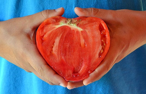 Cà chua hình trái tim (Bulls Heart Tomato) có nguồn gốc từ Nga và xuất hiện lần đầu tiên tại Idaho (một tiểu bang thuộc miền tây Hoa Kỳ). Ngoài đặc điểm hình dáng giống một trái tim độc đáo, giống cà chua này còn chứa hàm lượng dinh dưỡng cao hơn hẳn giống cà chua thông thường.