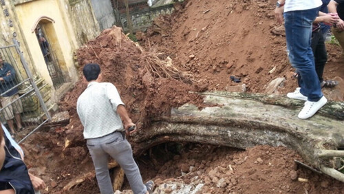 Ngày 25/3, cây sưa 200 tuổi được chặt hạ, đào gốc để bàn giao cho ông Nguyễn Văn Hùy