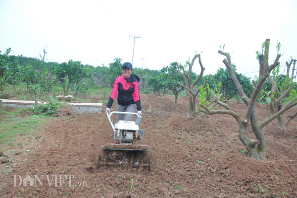 Chị Nguyễn Thị Phương sử dụng thành thạo máy làm đất phục vụ nghề trồng bưởi cảnh của gia đình.