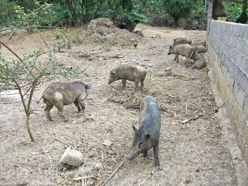 Đàn lợn rừng được ông Lâm chăn thả tự nhiên trên các khu đồi núi đá nên có chất lượng thịt rất thơm và ngon.