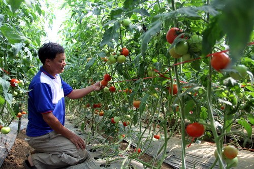 Vườn cà chua Sakata của ông Nhã sai trĩu quả. Ảnh: Hoài Thanh