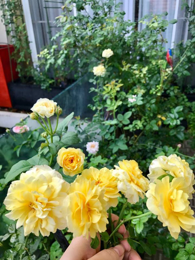Nhiều nhất trong vườn là các loại hoa rải rác ở ban công các tầng và xen kẽ trên sân thượng. Chị lựa chọn những giống hoa thơm như hoa hồng, sứ đỏ, nguyệt quế hay màu sắc rực rỡ như hướng dương, dạ yến thảo.