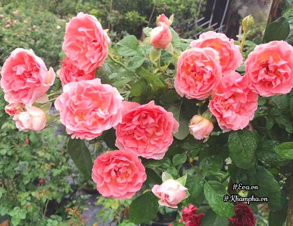 Những bông hồng đủ màu: đỏ, trắng, vàng, hồng… đua nhau khoe sắc đã tạo nên khung cảnh đẹp như thiên đường trong khu vườn của anh Hướng.