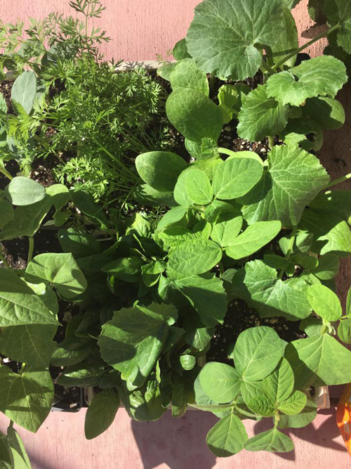 Vườn nhà chị Hồng Phước nhiều loại rau nhưng chủ yếu là bông cải xanh, bông cải trắng, bí, cây lá cẩm, cây lá gai, rau đắng, rau muống và các loại rau thơm.