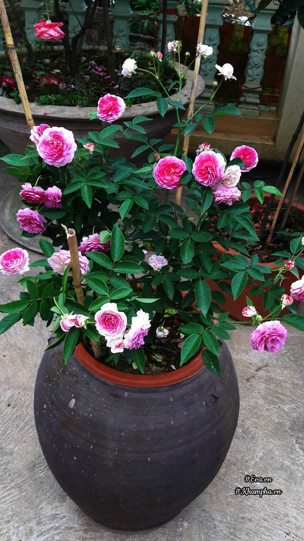 Hoa hồng aunt margy nở rực rỡ trong vườn nhà chị Trọng.