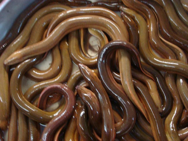Theo anh Nguyễn Thanh Tùng, trong quá trình nuôi lươn, người nuôi thường xuyên bổ sung Vitamin C và các khoáng vi lượng vào thức ăn để tăng sức để kháng và kích thích tiêu hóa cho lươn.