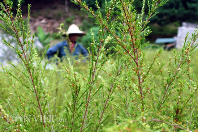 Sau khi lập gia đình, cuộc sống quá khó khăn, năm 2002 anh Trần Đình Quý đã lên khu vực đồi núi thôn Tân Thịnh khai hoang và đưa cây chổi trện vốn mọc hoang dã (người dân địa phương gọi cây reng rèng dùng làm chổi quét nhà) vào trồng, chăm sóc.