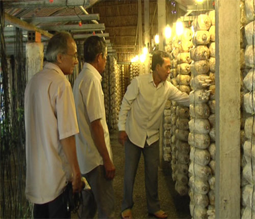 Ông Nguyễn Thanh Cước (phải) giới thiệu với khách thăm quan mô hình trồng nấm bào ngư xám, nấm sò trắng của gia đình.