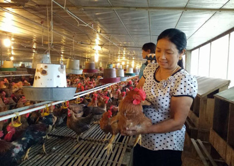 Bà Nguyễn Thị Thêu, ở xã Bình Định (Yên Lạc – Vĩnh Phúc) thăm kiểm tra chuồng gà bố mẹ. ảnh: VT