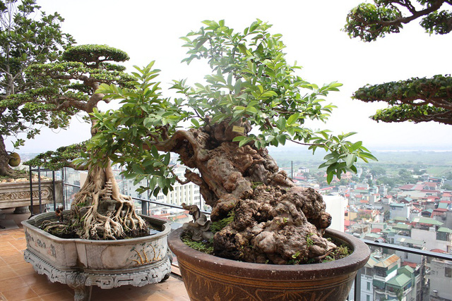 Cây ổi bonsai cổ thụ có tuổi đời trên 100 năm, có nguồn gốc ở Lâm Đồng. Ảnh: Hà Trang
