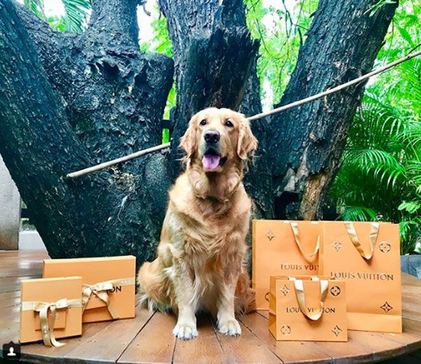 Sơ sơ vài món Louis Vuitton cho chú chó sành điệu.