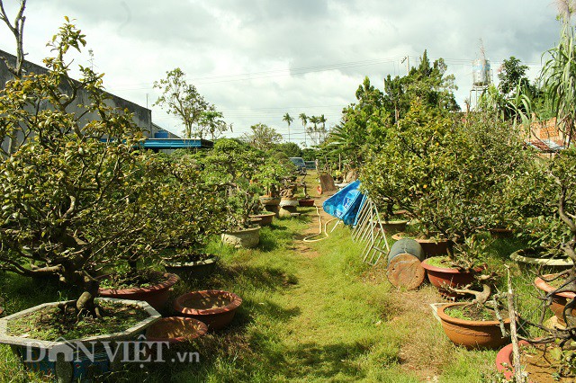 Một góc vườn cây ảnh của ông Nguyễn Ngọc Quý ở huyện Bảo Lâm, Lâm Đồng.