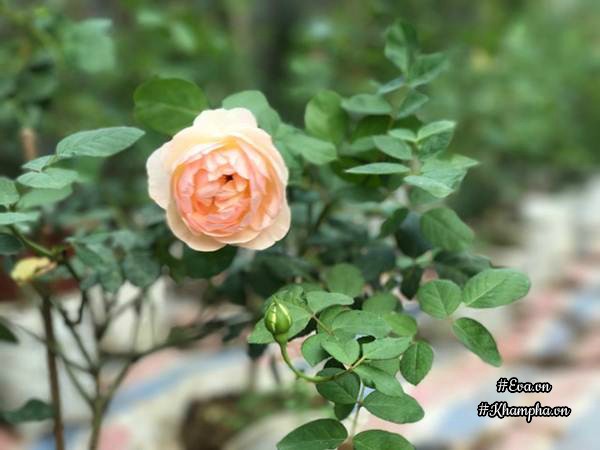 Đối với chị Tuyết, trồng hoa hồng quan trọng nhất là ánh sáng.