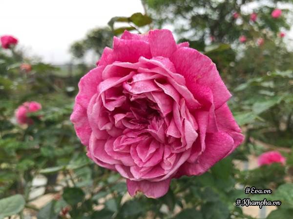 Cây hồng đều phải được đặt ở chỗ có nhiều nắng nhất (ít nhất phải được 4 tiếng/ ngày) mới cho hoa đẹp và cây khoẻ mạnh.