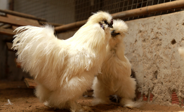 Gà lông thỏ (tên quốc tế là gà Silkie) gây chú ý khi sở hữu bộ lông xù kỳ lạ và tất cả đều là lông tơ chứ không phải lông vũ. Mỗi cặp gà lông thỏ trưởng thành được chào bán với giá 20 triệu đồng, đối với gà con được bán với giá 600 nghìn đồng/co