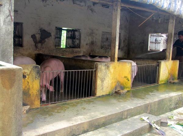 Giá lợn giảm sâu khiến rất nhiều nông dân khốn đốn, nhiều gia đình phải tự mổ lợn bán nhưng gặp không ít khó khăn.