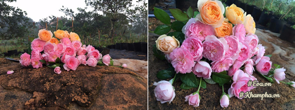 Hắm Phu còn có cả một mỏm đá chuyên dùng để chụp ảnh hoa hồng.